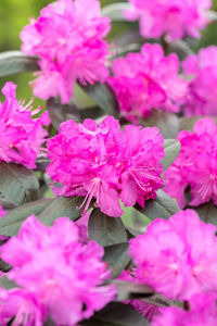 Picture of Rhododendron